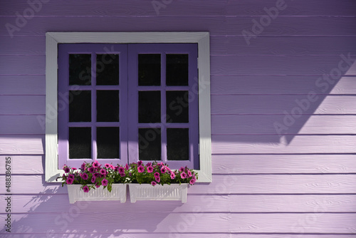 Window with purple flowers and purple house wall.Beautiful purple background.