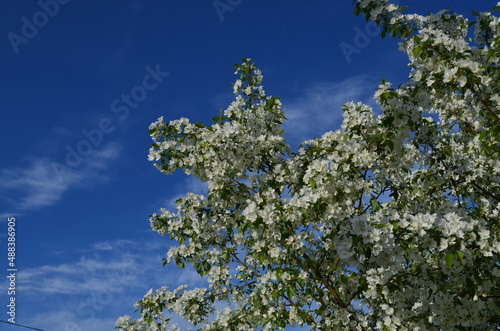 blossoming apple tree in spring