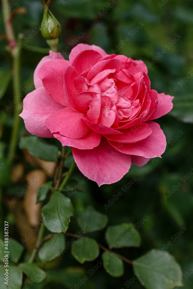Beautiful pink roses in garden in bloom Beautiful pink roses in garden in bloom