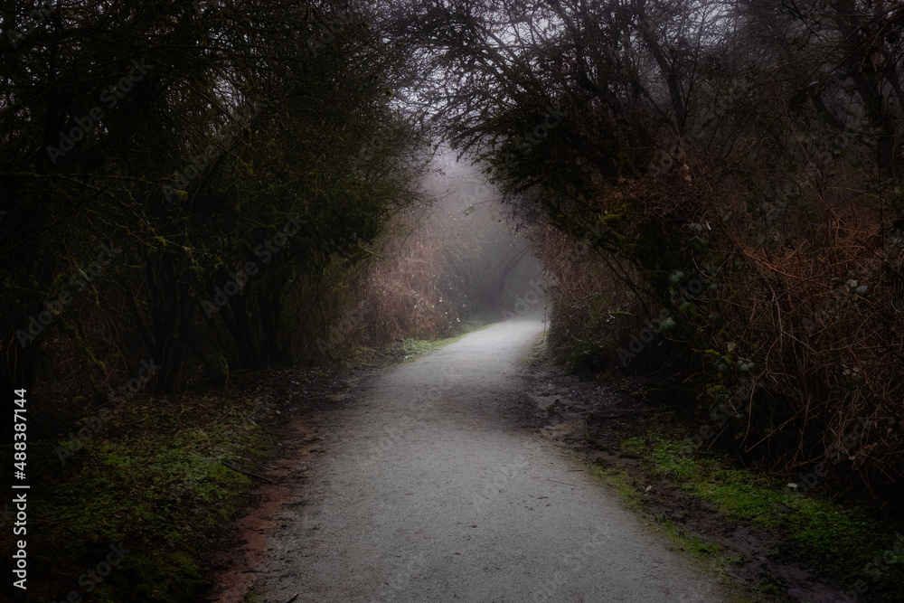 Path in the Canadian rain forest with green trees. Early morning fog in winter season. Tynehead Park in Surrey, Vancouver, British Columbia, Canada. Dark Artistic Render
