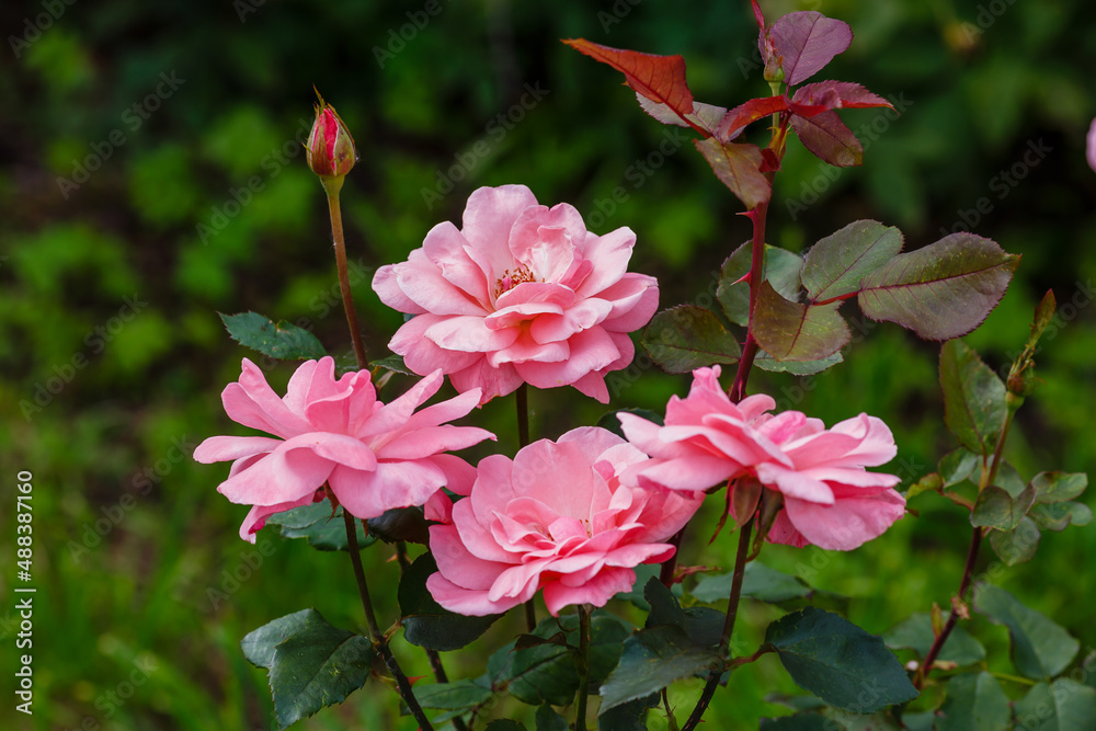 Beautiful pink roses in garden in bloom Beautiful pink roses in garden in bloom
