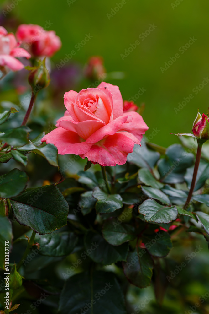 Beautiful pink roses in garden in bloom Beautiful pink roses in garden in bloom
