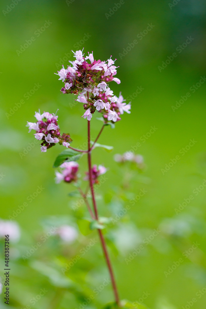 Oregano ( lat. Oríganum vulgáre ) - kind of perennial herbaceous plants of the genus Origanum family Lamiaceae