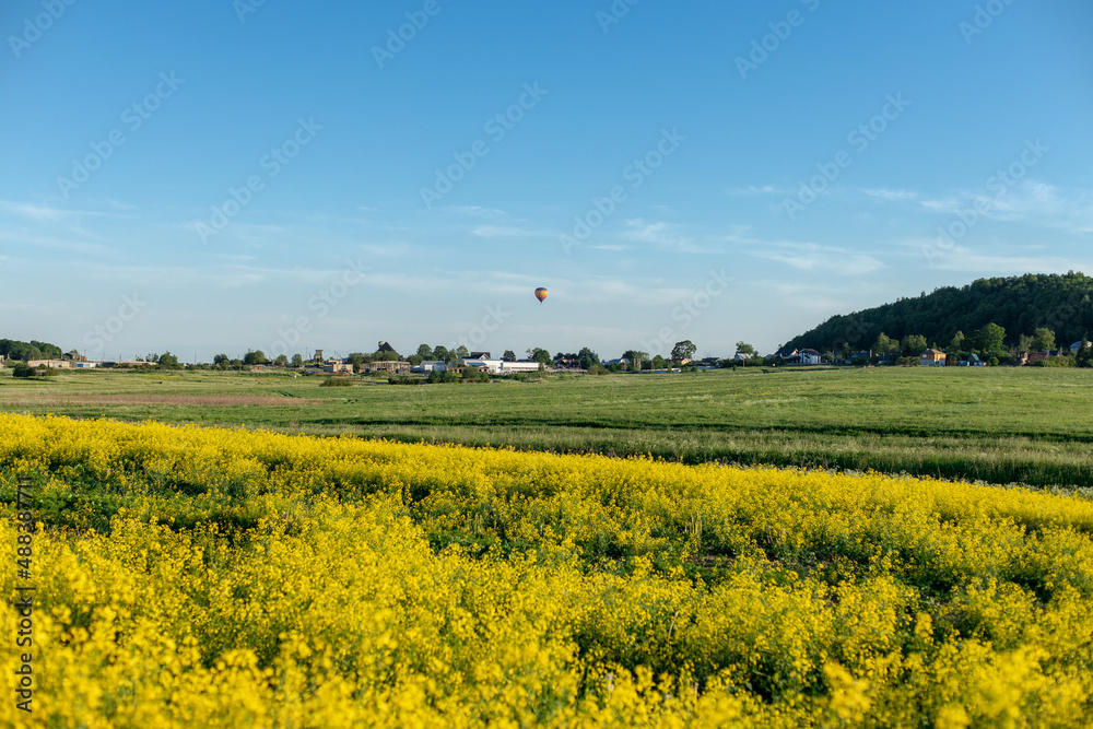 Yellow blooming rapeseed field against the blue sky with clouds. Sunny day.