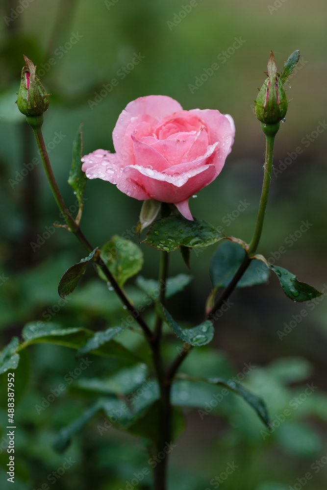 Blooming of beautiful roses in the garden. A rose flower in raindrops Blooming of beautiful roses in the garden. A rose flower in raindrops