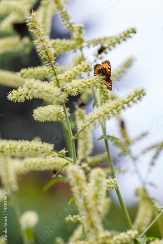 Black cohosh racemose or branchy cimicifuga ( Latin Actaea racemosa) is a perennial herb. A butterfly on the fragrant flowers of a medicinal plant. photo