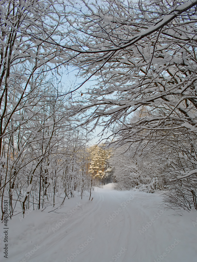 Fototapeta premium Winter road among the trees in the forest