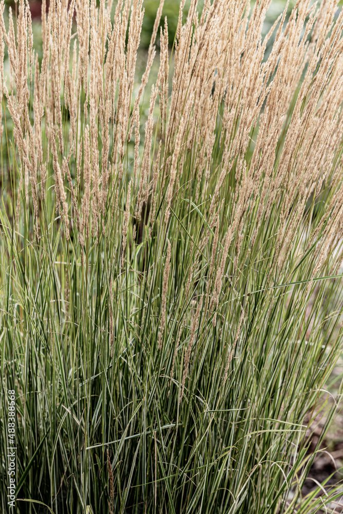 Natural textures. Background with natural elements, plants and leaves