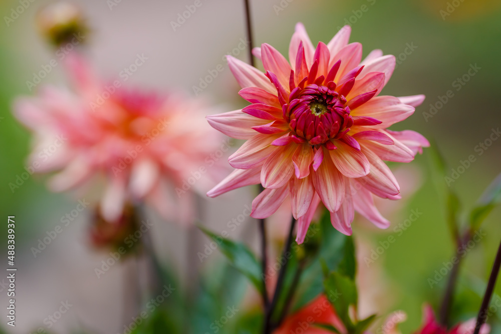 Obraz premium Beautiful pale pink dahila in bloom in garden