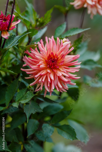 Beautiful pale pink dahila in bloom in garden