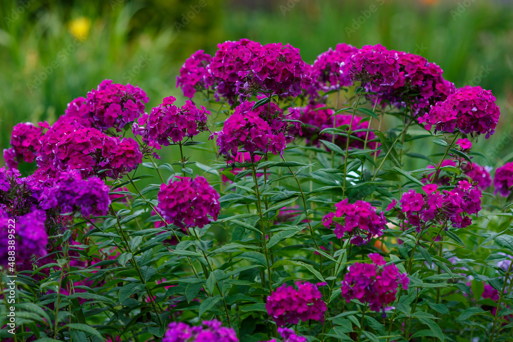 Phlox paniculata ( lat. Phlox paniculata ) in bloom in summer garden Phlox paniculata ( lat. Phlox paniculata ) in bloom in summer garden