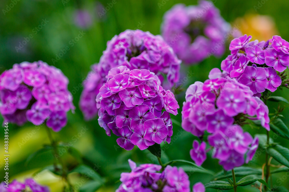 Beautiful flowers of purple phlox in summer garden Beautiful flowers of purple phlox in summer garden
