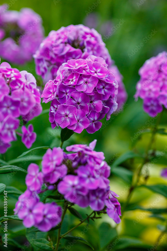 Beautiful flowers of purple phlox in summer garden Beautiful flowers of purple phlox in summer garden