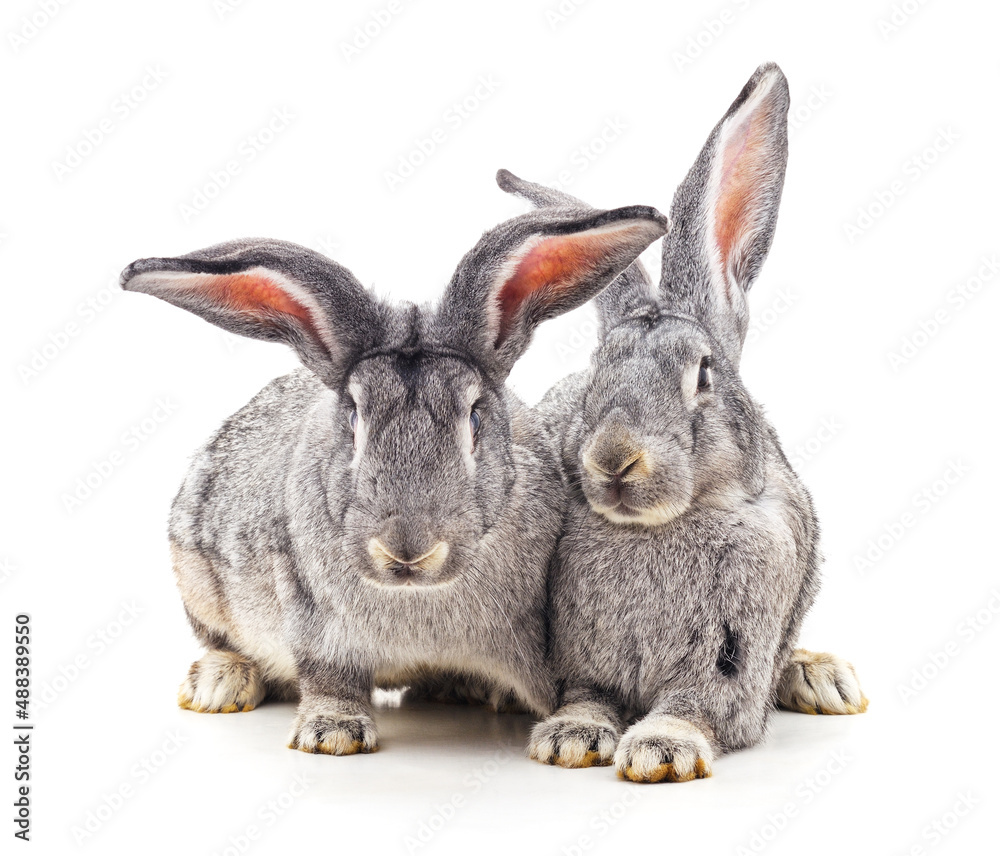 Two gray rabbits. Two gray rabbits.