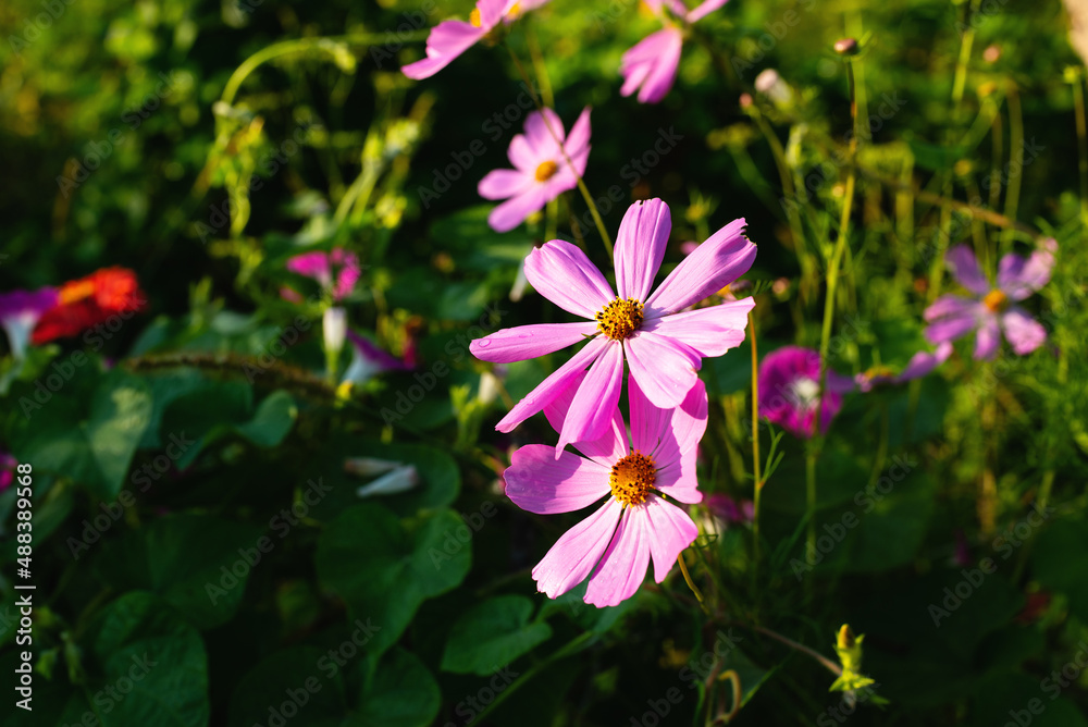 The beginning of flowering flowers in a suburban area The beginning of flowering flowers in a suburban area