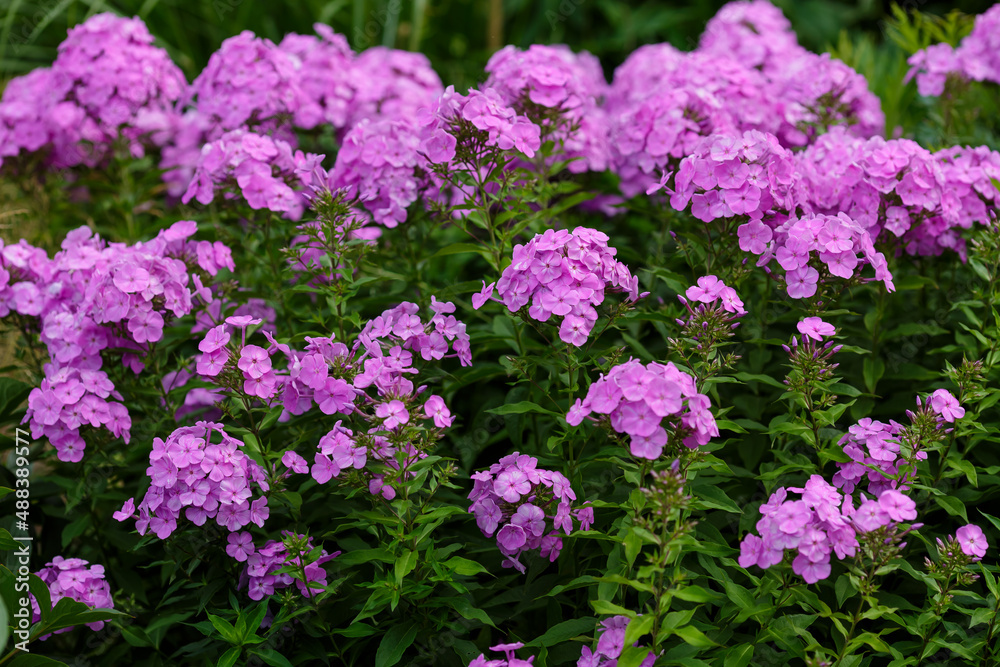 Phlox paniculata ( lat. Phlox paniculata ) - a perennial herbaceous plant in garden Phlox paniculata ( lat. Phlox paniculata ) - a perennial herbaceous plant in garden