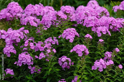 Phlox paniculata   lat. Phlox paniculata   - a perennial herbaceous plant in garden