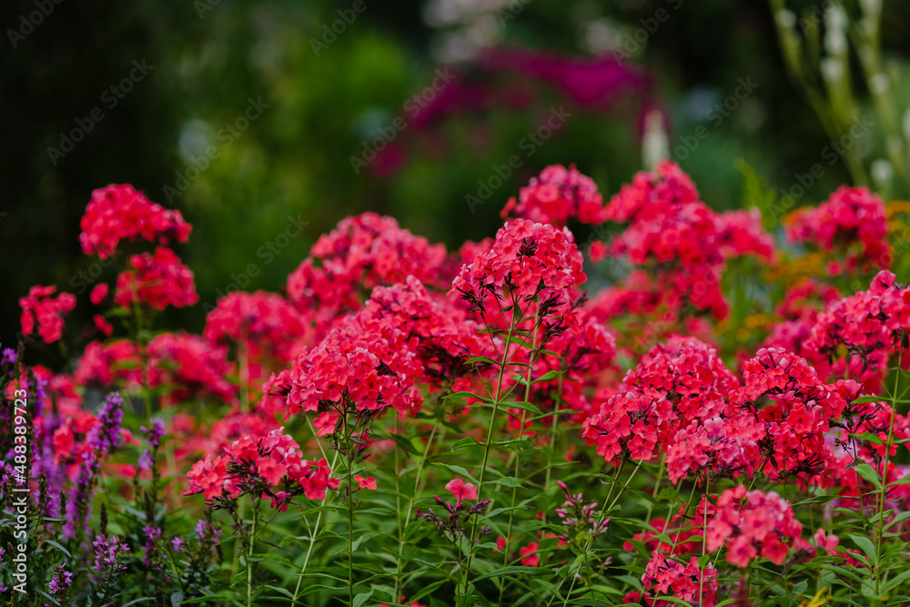 Phlox paniculata ( lat. Phlox paniculata ) - a perennial herbaceous plant in garden Phlox paniculata ( lat. Phlox paniculata ) - a perennial herbaceous plant in garden