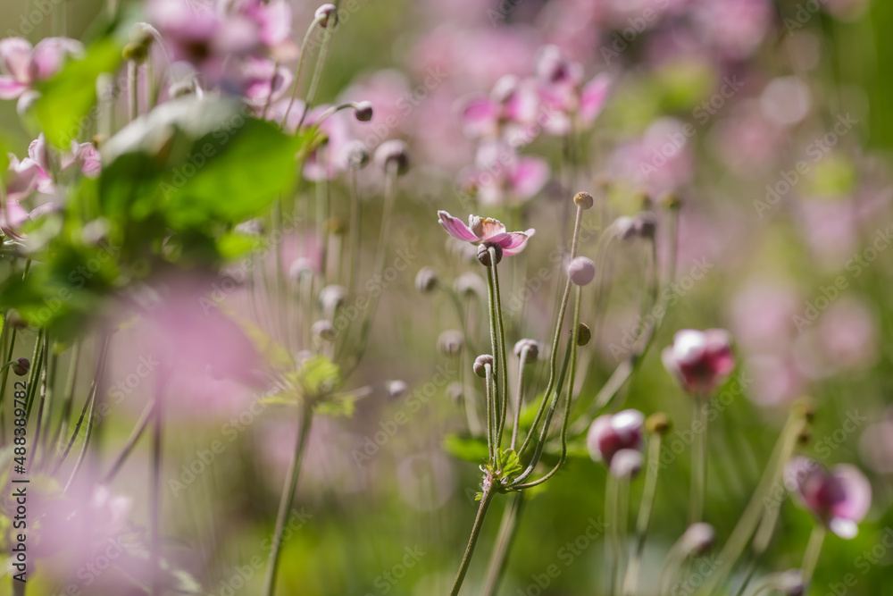 Summer background with flowers of Anemone Hupehensis or Anemone hupeyskaya
