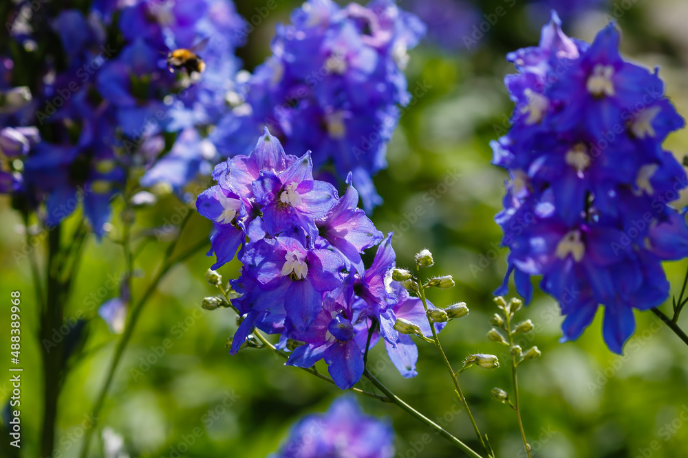 Blue flowers of Delphinium or larkspur in summer garden Blue flowers of Delphinium or larkspur in summer garden
