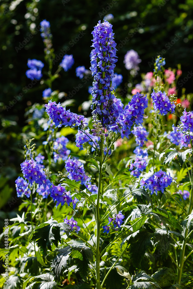 Fototapeta premium Blue flowers of Delphinium or larkspur in garden