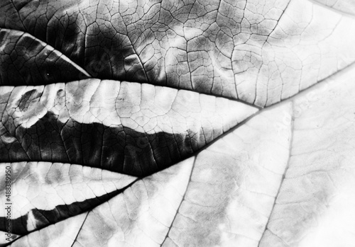 Abstract black and wite invert nature veins leaves close up of a leaf texture background plant detail macro contrast fine art print reversed inverted monochrome photo