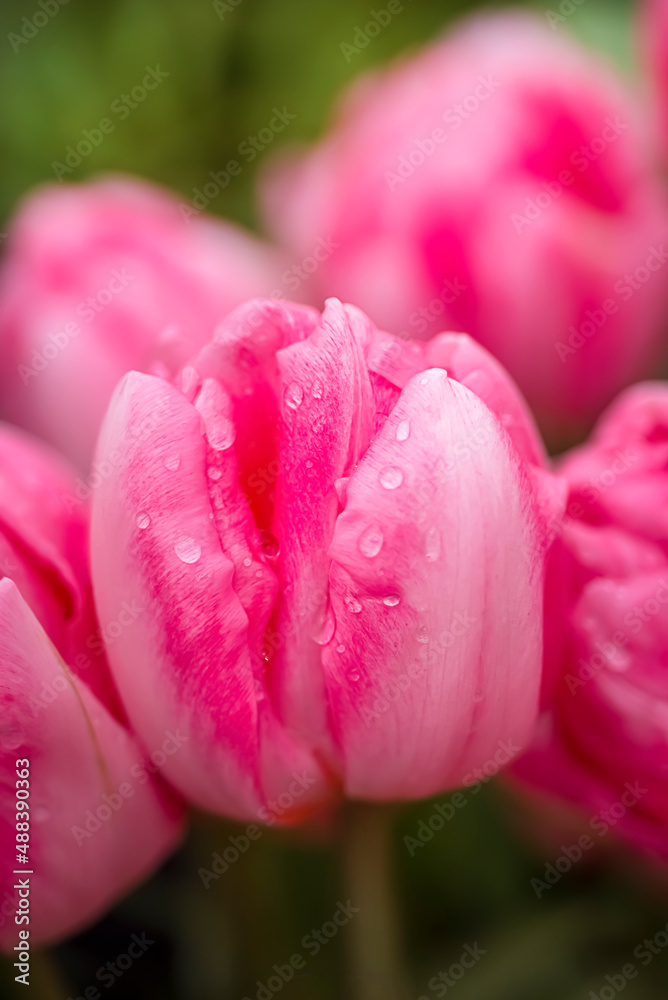 Obraz premium Opened pink tulip . Macro flower. natural flower background