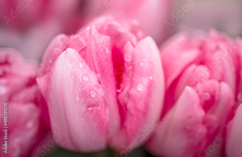 Opened pink tulip . Macro flower. natural flower background