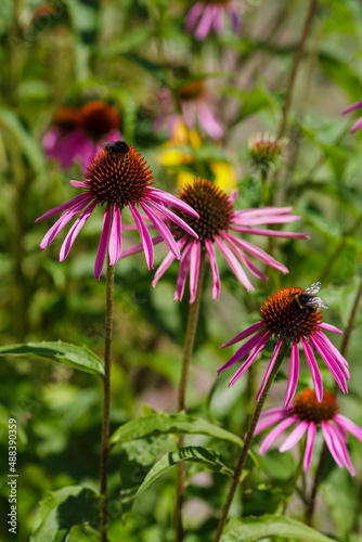 Medicinal plant echinacea. Bee on flower of Echinacea