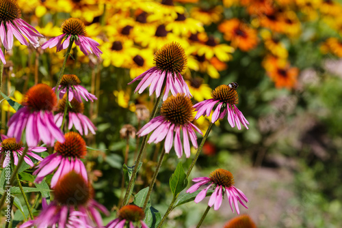 Medicinal plant echinacea. Bee on flower of Echinacea