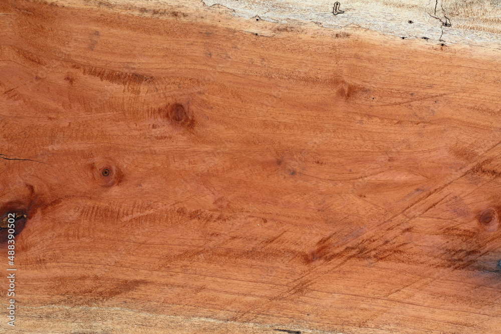 Wood texture of Samanea saman tree Wood texture of Samanea saman tree