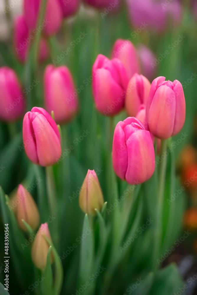 Glade of pink tulips.Spring flower background Glade of pink tulips.Spring flower background