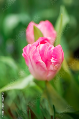Opened pink tulip . Macro flower. natural flower background