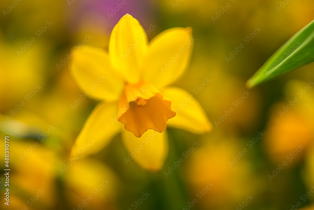 Yellow spring flowers daffodils. selective focus Yellow spring flowers daffodils. selective focus