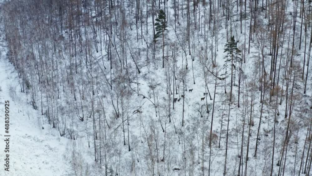 Aerial view of a herd of wild deer on a mountainside in a snowy winter forest.