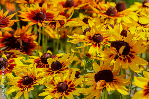 Flowers of yellow rudbeckia. Blooming flowers of yellow rudbeckia (black-eyed susan) flower garden in the summer garden