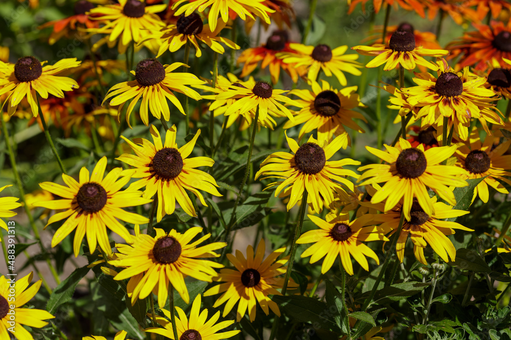 Black-eyed Susan (Rudbeckia hirta). North American flowering plant native to Eastern and Central North America Black-eyed Susan (Rudbeckia hirta). North American flowering plant native to Eastern and Central North America