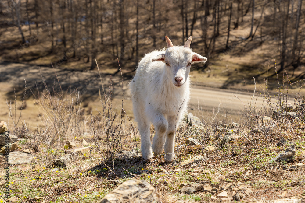Obraz premium Small goat in highlands or mountains in Karakol Ethno-natural Park Uch Enmek, Altai Republic, Russia. White wild animal in nature