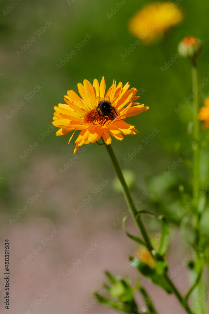 Bee on orange calendula flowers. Blooming calendula in a garden. Calendula is a popular medicinal plant. Bee on orange calendula flowers. Blooming calendula in a garden. Calendula is a popular medicinal plant.