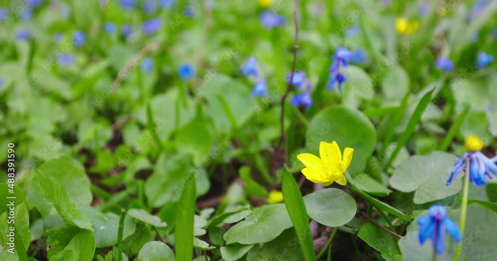 Bloom Flowers in Spring. Environmental. Slow motion. Snowdrops on Meadow. Bloom Flowers in Spring. Environmental. Slow motion. Snowdrops on Meadow.