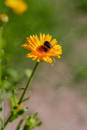 Bee on orange calendula flowers. Blooming calendula in a garden. Calendula is a popular medicinal plant. © Flower_Garden