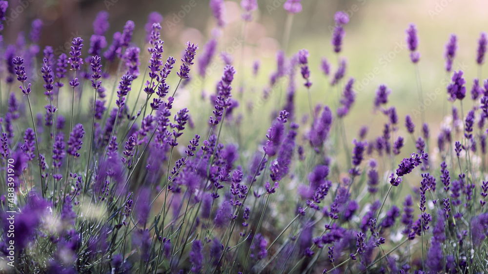 Background of Lavandula angustifolia or Lavandula, or lavender pigweed , or lavender spikelet Background of Lavandula angustifolia or Lavandula, or lavender pigweed , or lavender spikelet