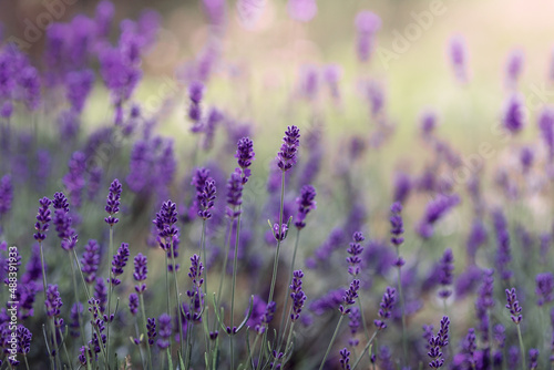 Fototapeta Naklejka Na Ścianę i Meble -  Background of Lavandula angustifolia or Lavandula, or lavender pigweed , or lavender spikelet