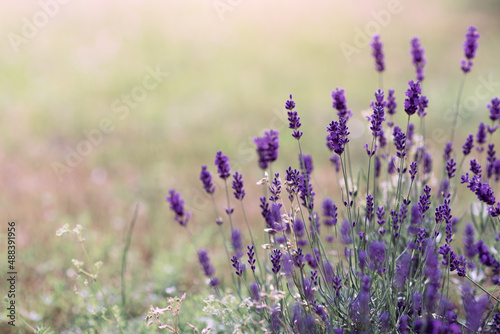 Background of Lavandula angustifolia or Lavandula, or lavender pigweed , or lavender spikelet © Flower_Garden