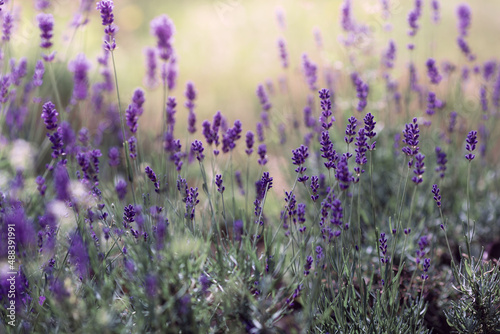 Background of Lavandula angustifolia or Lavandula  or lavender pigweed   or lavender spikelet