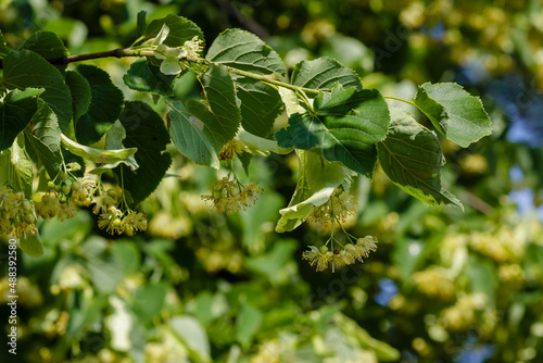 Linden blossom in summer time.Linden flowers are a medicinal product used in folk medicine