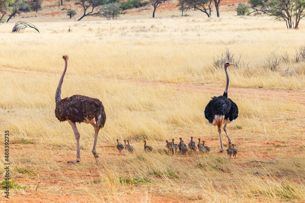 Naklejka premium Familie Strauss