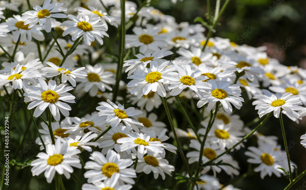 Pyrethrum corymbosum in summer garden. White daisies in garden