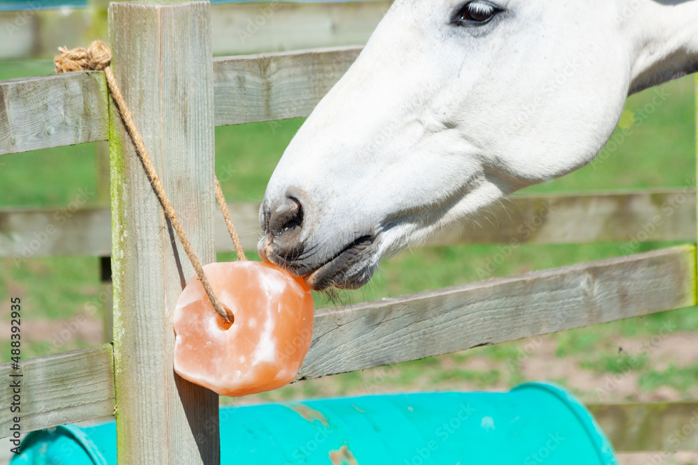 Close up shot of grey horse licking  a salt and vitamin lick hanging from fence outdoors on a summers day, tasty and healthy and great for the horse. - obrazy, fototapety, plakaty 