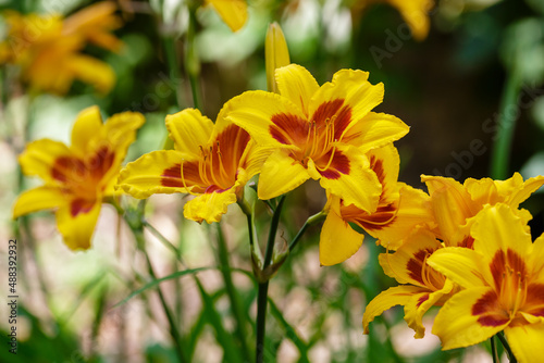 Hemerocallis , or day-lily in natural background. Beautiful flower of Hemerocallis close up
